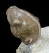 Cute Enrolled Asaphus Lepidurus Trilobite - Russia #43678-3